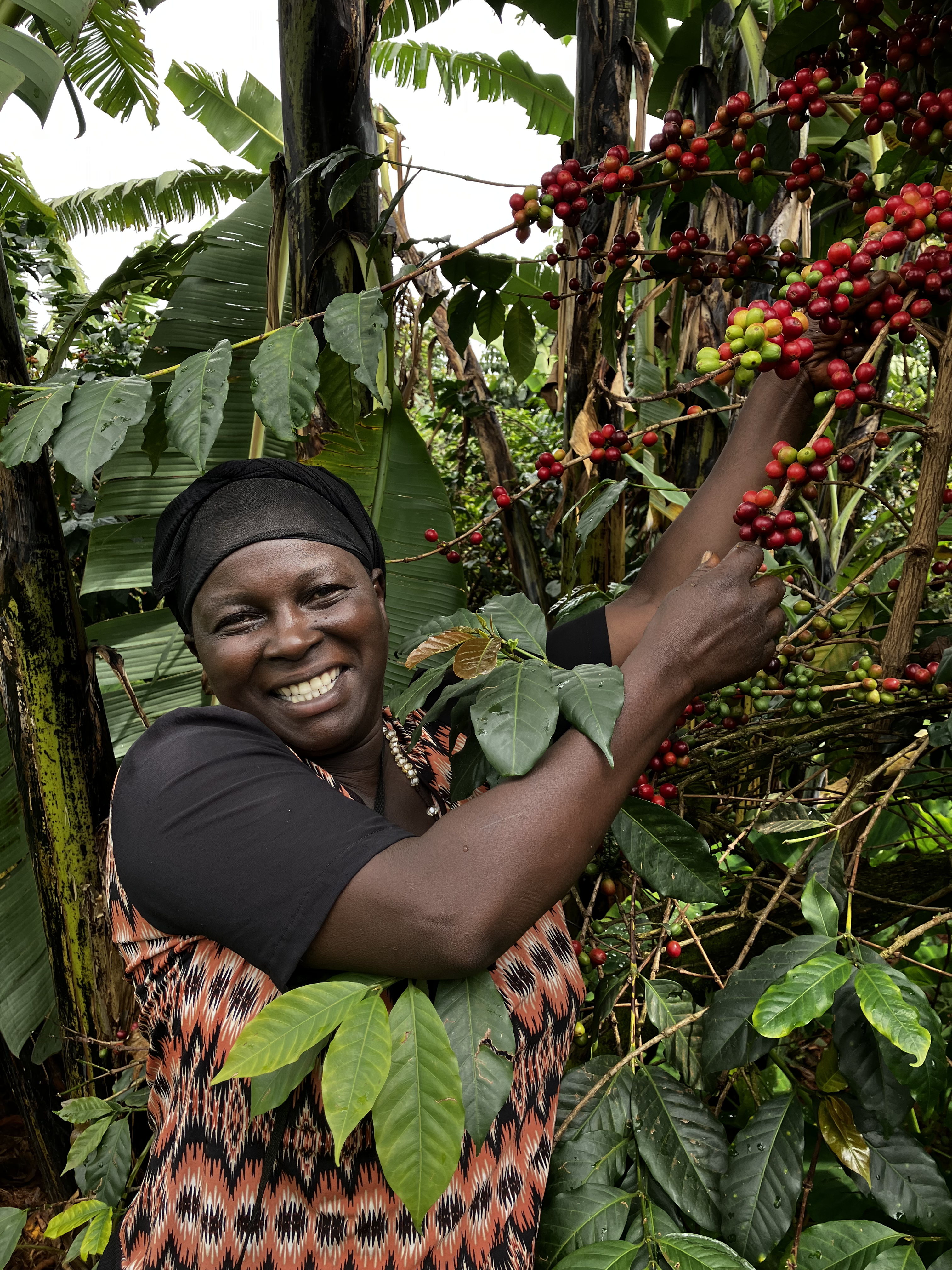 Kaffeebäuerin Teopista Nabuduwa bei der Kaffeeernte in Uganda