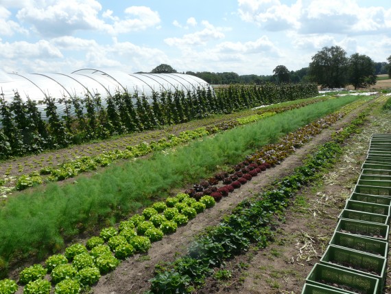 Um die Felder und Gemüsebeete kümmern sich professionelle Landwirte und Gartenbauer im Auftrag der vielen verschiedenen Mitglieder. (Foto: Hof Pente)