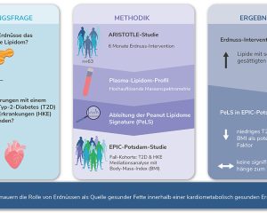 Infografik zur ARISTOTLE-Intervention, zum Erdnuss-Lipidprofil und zur EPIC-Potsdam-Auswertung des Diabetes- und Herz-Kreislauf-Risikos.