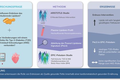 Infografik zur ARISTOTLE-Intervention, zum Erdnuss-Lipidprofil und zur EPIC-Potsdam-Auswertung des Diabetes- und Herz-Kreislauf-Risikos.