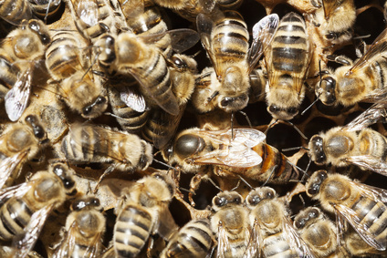 Initiative "Bienen füttern"