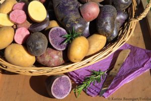 Die Artenvielfalt der Kartoffel