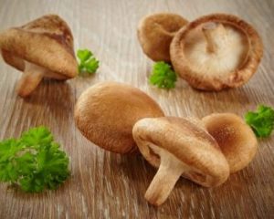 Shiitake-Pilze