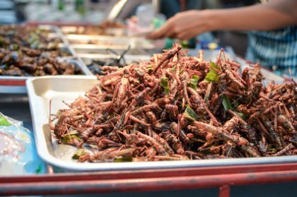 Fried insects sold in the streets of Bangkok, Thailand