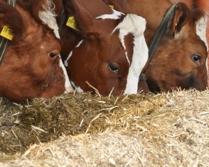 Das A&O ist die Fütterung im landwirtschaftlichen Betrieb, denn werden Kühe richtig gefüttert, sind sie in der Regel auch gesund.