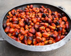 Palmöl, Frucht der Ölpalme
