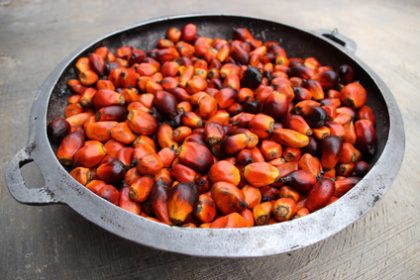Palmöl, Frucht der Ölpalme