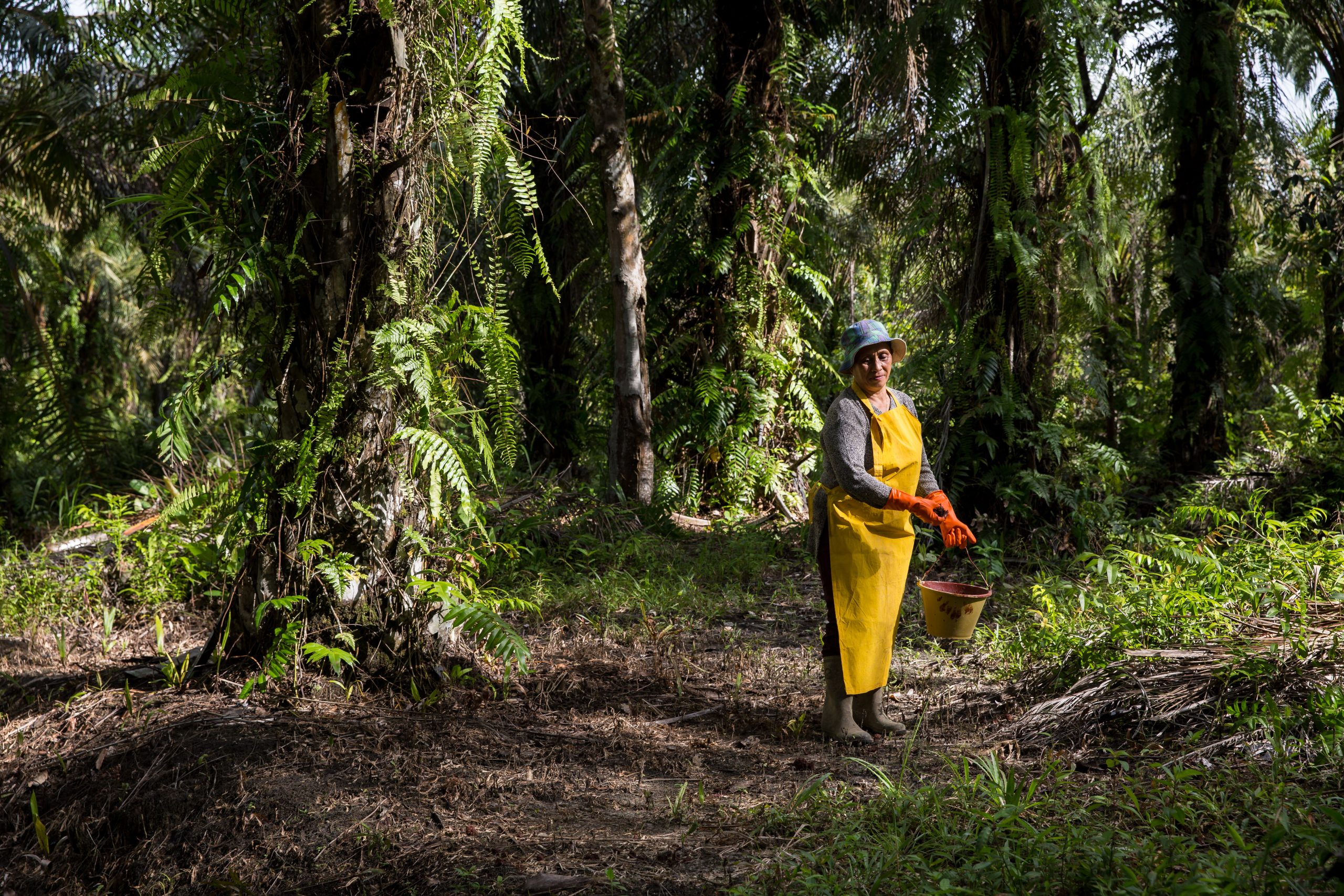 weltweit-steigende-nachfrage-nach-palm-l-und-biodiversit-tsschutz-rspo-fordert-nachhaltige-produktion