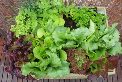 Nitratuntersuchungen in Salat und Spinat