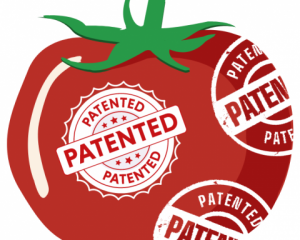 Tomate Patent