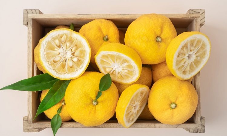 Reife gelbe Yuzu-Frucht