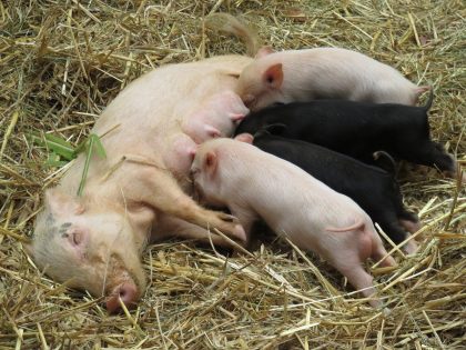 Schweine