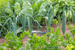 Direktsaat oder Vorziehen: Tipps für die ersten Schritte zum eigenen Gemüsegarten