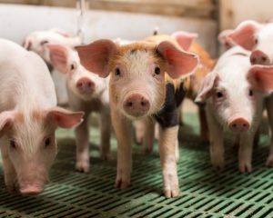 Ferkel auf einem Spaltenboden im Stall