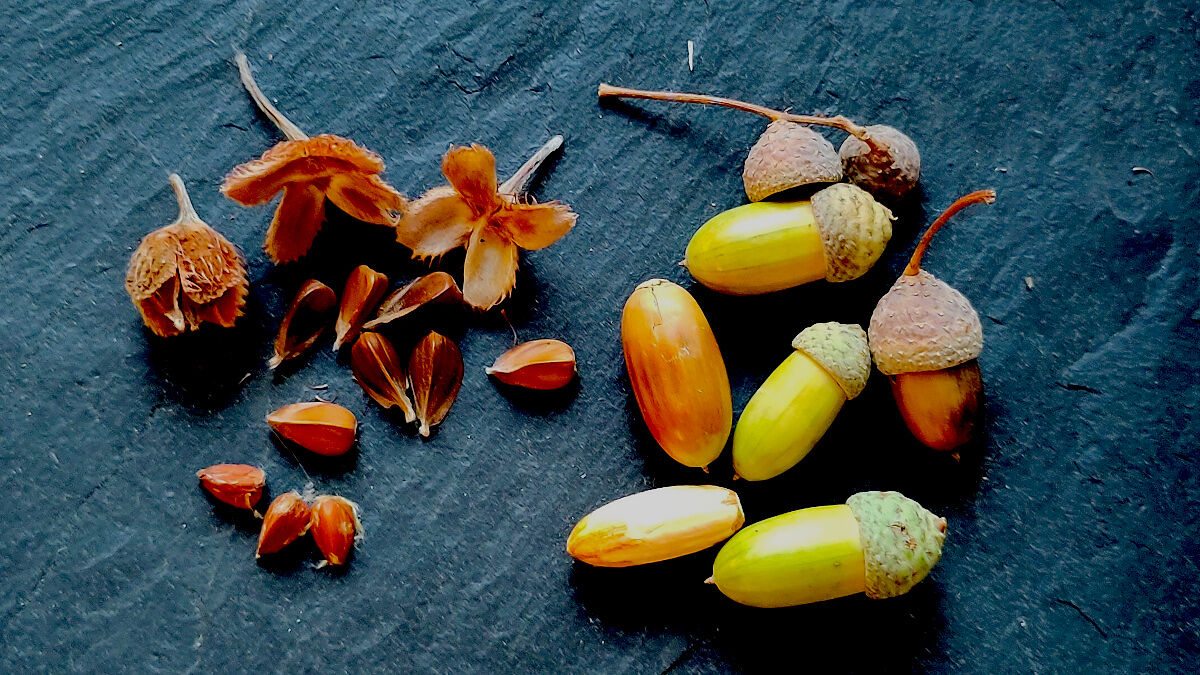 Eicheln und Bucheckern auf dunklem Untergrund