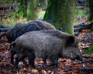 Zwei Wildschweine suchen im Wald nach Nahrung