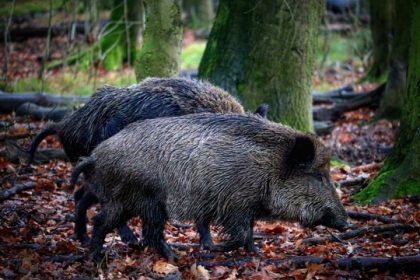 Zwei Wildschweine suchen im Wald nach Nahrung