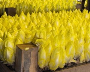 viele gelblich grüne Chicoréesprossen in einem Holzkasten vor der Ernte