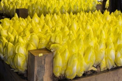 viele gelblich grüne Chicoréesprossen in einem Holzkasten vor der Ernte