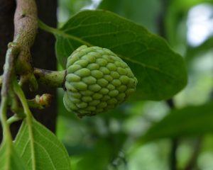 Cherimoya