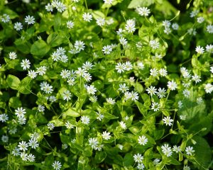 Bild von beauty_of_nature auf Pixabay