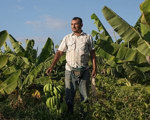 Auf dem Bild zusehen ist Bananenbauer Juan Roberto aus Peru. Er erscheint auf dem Titelbild des Fairtrade-Jahresberichts.