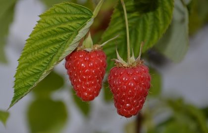 Himbeeren