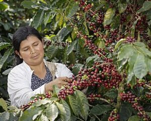 Fairtrade erhört den Kaffee-Mindestpreis. Foto Fairtrade/Dennis Salazar Gonzales