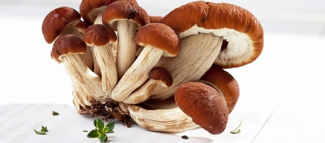 Samthaube-samtiger-Pilz-mit-Waldaroma