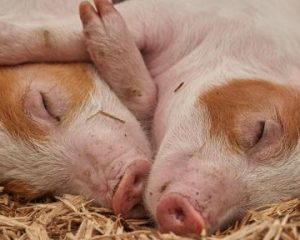 Zwei Ferkel liegen im Stroh.