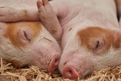 Zwei Ferkel liegen im Stroh.