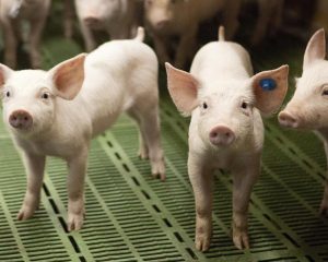 Ferkel mit Ohrmarken auf grünem Spaltenboden in einem Stall.