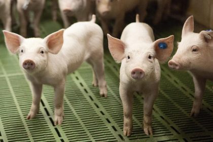 Ferkel mit Ohrmarken auf grünem Spaltenboden in einem Stall.
