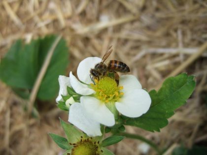 Bienenbestäubung