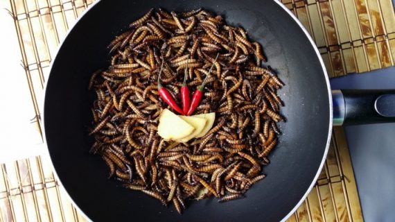 insekten-gerichte-im-restaurant-exotischer-genuss-oder-kulinarischer-alptraum