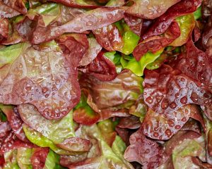 Schnittsalat