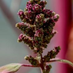 quinoa-240x360.jpg