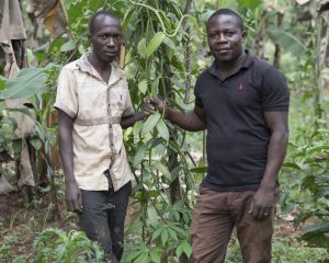Zwei Männer bei Vanillepflanzen auf dem Hof von Slow-Food-Präsident Edward Mukiibi nahe Mukono in Uganda