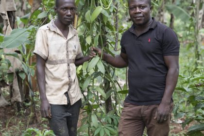 Zwei Männer bei Vanillepflanzen auf dem Hof von Slow-Food-Präsident Edward Mukiibi nahe Mukono in Uganda