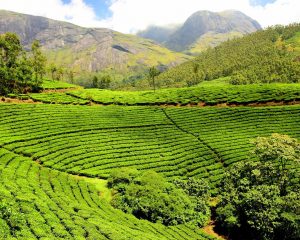 Teeanbau, Teeplantage