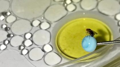 Fruchtfliege über einem Tropfen Öl im Forschungsversuch