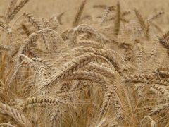 Brot des Jahres 2024: Weizenvollkornbrot